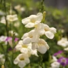 Asystasia, Chinese Creeping Foxglove (Asystasia Gangetica)