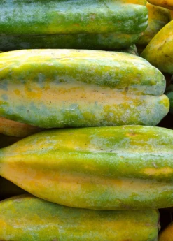 Babaco, Mountain Papaya (Carica Pentagona) -Hot Sale Sow Exotic Store Babaco Vasconcelleaxheilbornii SowExotic 1