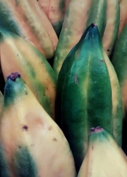 Babaco, Mountain Papaya (Carica Pentagona) -Hot Sale Sow Exotic Store Babaco Vasconcelleaxheilbornii SowExotic 2