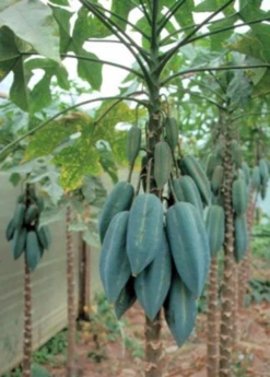 Babaco, Mountain Papaya (Carica Pentagona) -Hot Sale Sow Exotic Store Babaco Vasconcelleaxheilbornii SowExotic 3