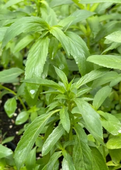 Bergamot 'Lemon' (Monarda Citriodora) 5 Bergamot 'Lemon' (Monarda Citriodora) -Hot Sale Sow Exotic Store Bergamot Lemon Monardacitriodora sowexotic 1