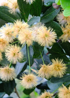 Black Bead (Pithecellobium Keyense) 9 Black Bead (Pithecellobium Keyense) -Hot Sale Sow Exotic Store BlackBeadPithecellobiumkeyenseNativeFruitTreesforSale SowExotic.com