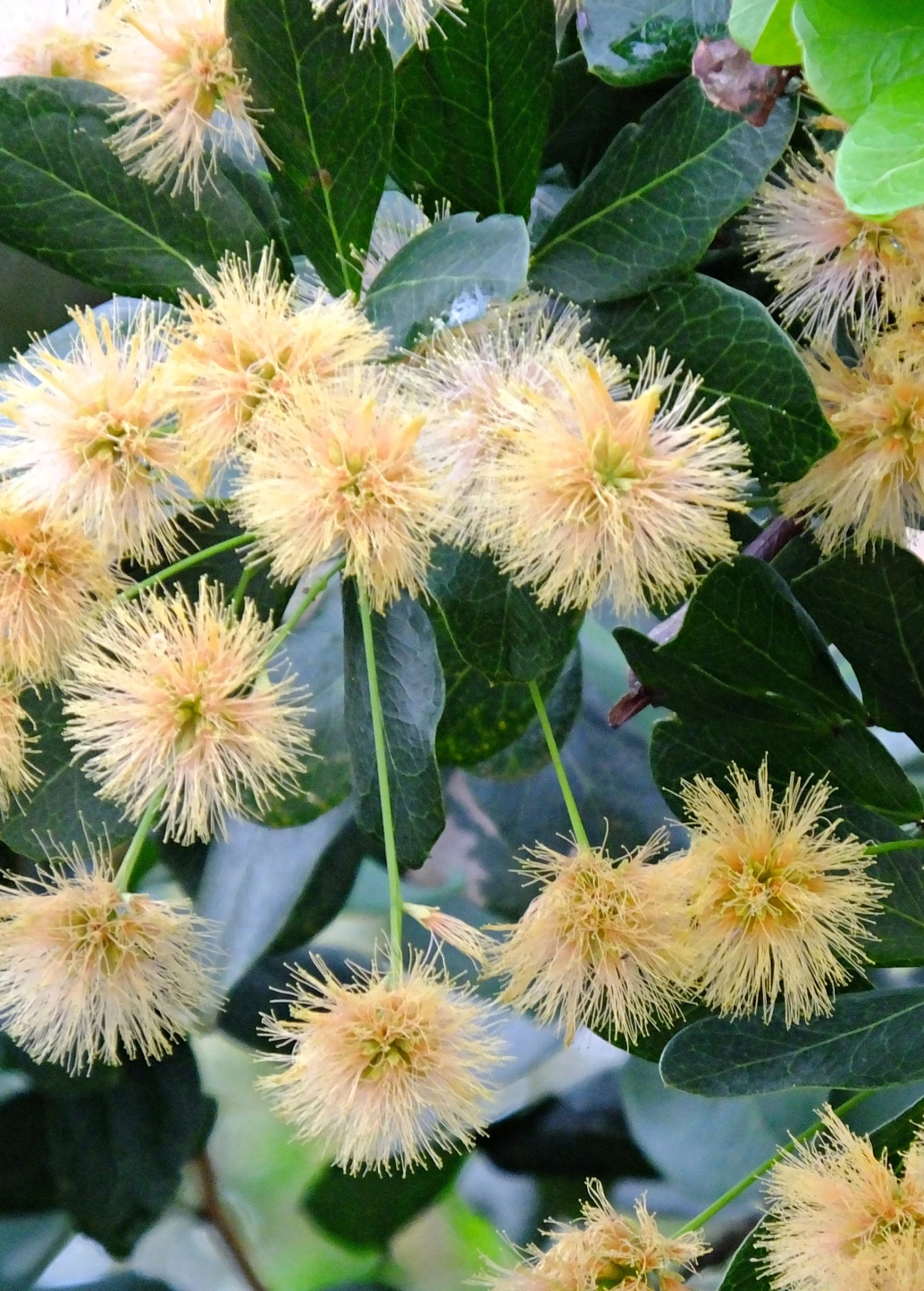 Black Bead (Pithecellobium Keyense) 5 Black Bead (Pithecellobium Keyense) - Image 5