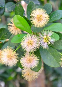 Black Bead (Pithecellobium Keyense) 8 Black Bead (Pithecellobium Keyense) -Hot Sale Sow Exotic Store BlackBeadPithecellobiumkeyenseNativeFruitTreesforSale SowExotic.com 1