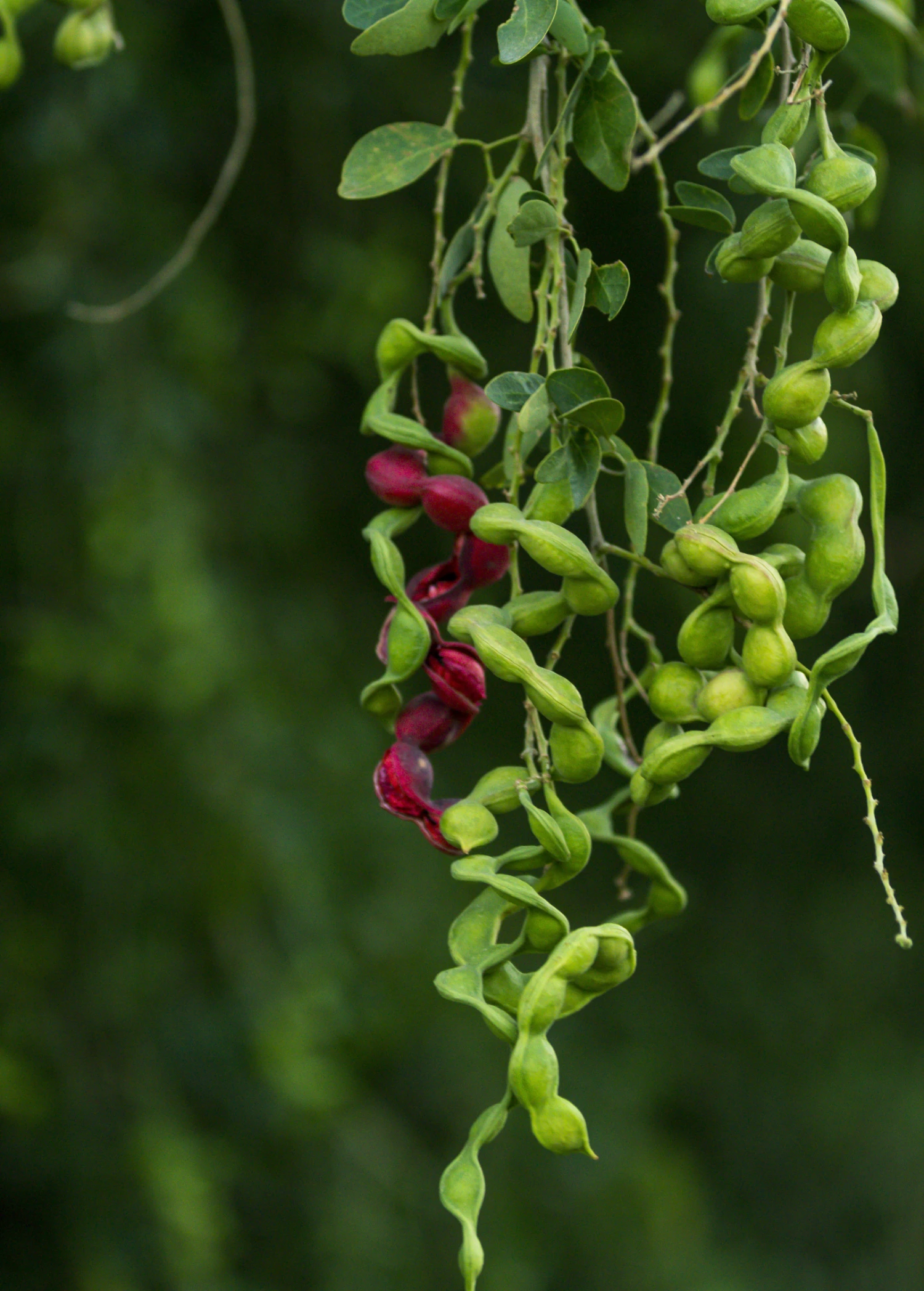 Black Bead (Pithecellobium Keyense) 3 Black Bead (Pithecellobium Keyense) - Image 3