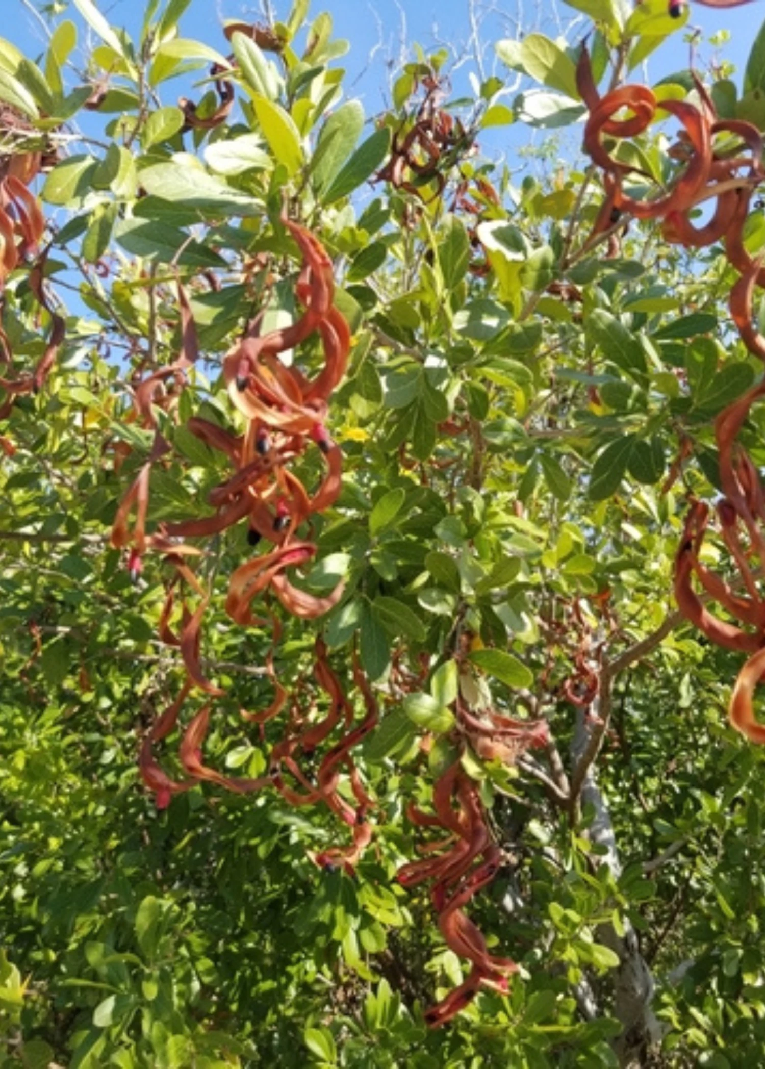 Black Bead (Pithecellobium Keyense) 2 Black Bead (Pithecellobium Keyense) - Image 2