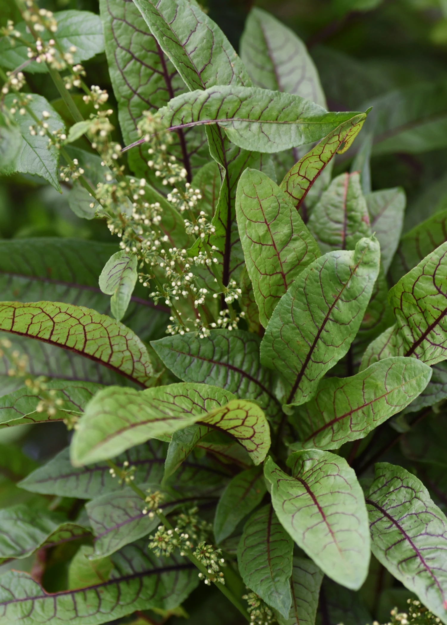 Bloody Dock (Rumex Sanguineus) 1 Bloody Dock (Rumex Sanguineus)