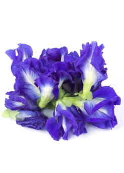 Butterfly Pea (Clitoria Ternatea) 6 Butterfly Pea (Clitoria Ternatea) -Hot Sale Sow Exotic Store ButterflyPea Clitoriaternatea sowexotic 1