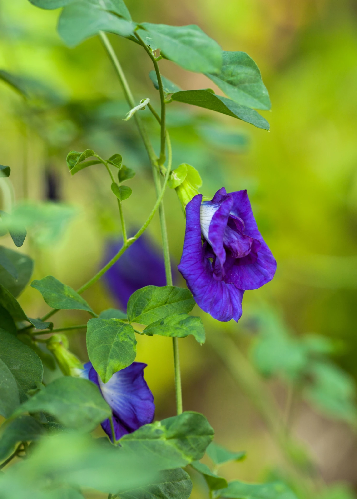 Butterfly Pea (Clitoria Ternatea) 1 Butterfly Pea (Clitoria Ternatea)