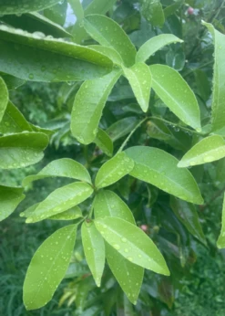 Gin Berry, Ginberry (Glycosmis Pentaphylla) -Hot Sale Sow Exotic Store C99E6CD5 7E9D 4A38 8DFC 637FAC516D3D