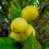 Harvey Lemon (Citrus × Pyriformis)