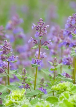Catnip (Nepeta Cataria) -Hot Sale Sow Exotic Store CatnipPlantsforSale SowExotic.com 3