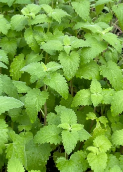 Catnip (Nepeta Cataria) -Hot Sale Sow Exotic Store Catnip Nepetacataria