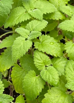 Catnip (Nepeta Cataria) -Hot Sale Sow Exotic Store Catnip Nepetacataria 1