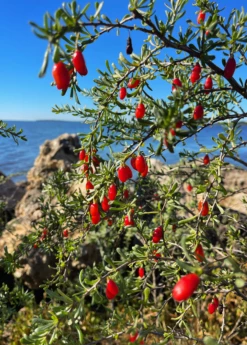 Christmasberry (Lycium Carolinianum) 13 Christmasberry (Lycium Carolinianum) -Hot Sale Sow Exotic Store Christmasberry Lyciumcarolinianum liveplantsforsale SowExotic.com 1