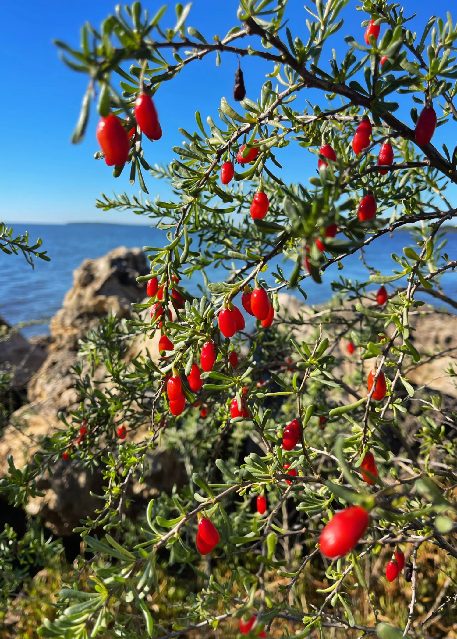 Christmasberry (Lycium Carolinianum) 5 Christmasberry (Lycium Carolinianum) - Image 5
