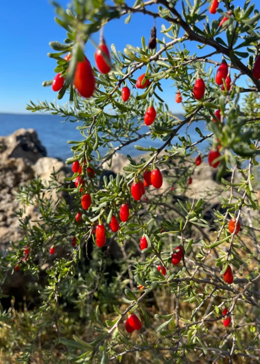 Christmasberry (Lycium Carolinianum) -Hot Sale Sow Exotic Store Christmasberry Lyciumcarolinianum liveplantsforsale SowExotic.com 3