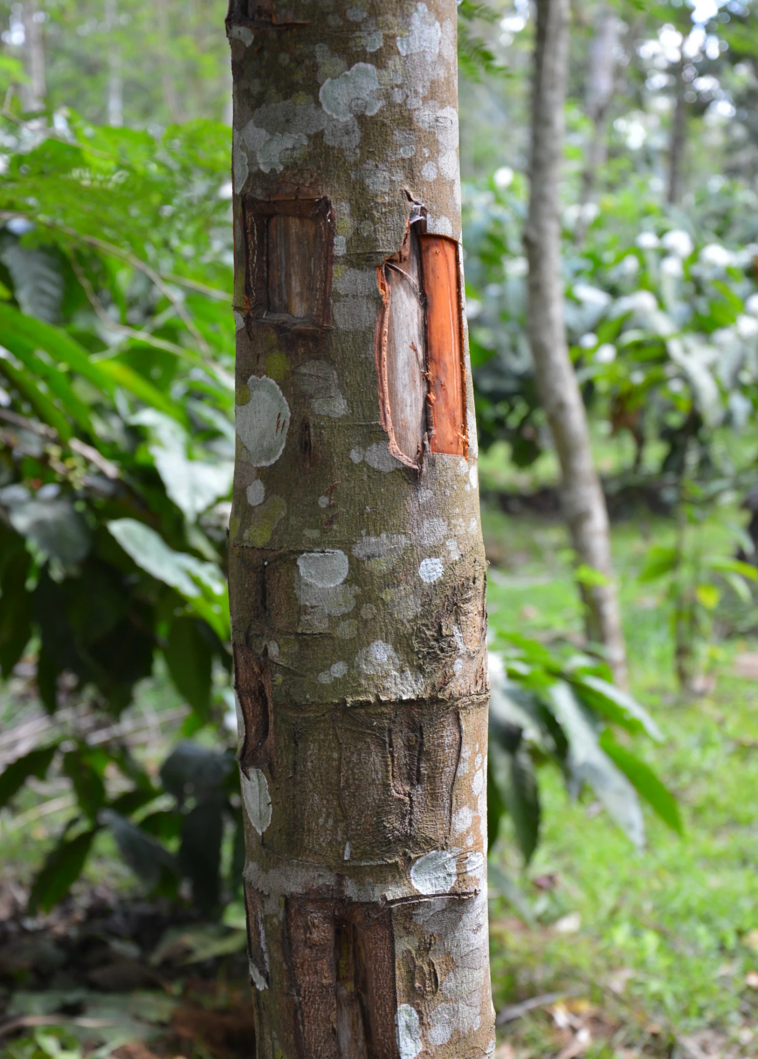 Cinnamon (Cinnamomum Verum) 2 Cinnamon (Cinnamomum Verum) - Image 2