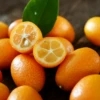 Nagami Kumquat (Citrus Margarita)