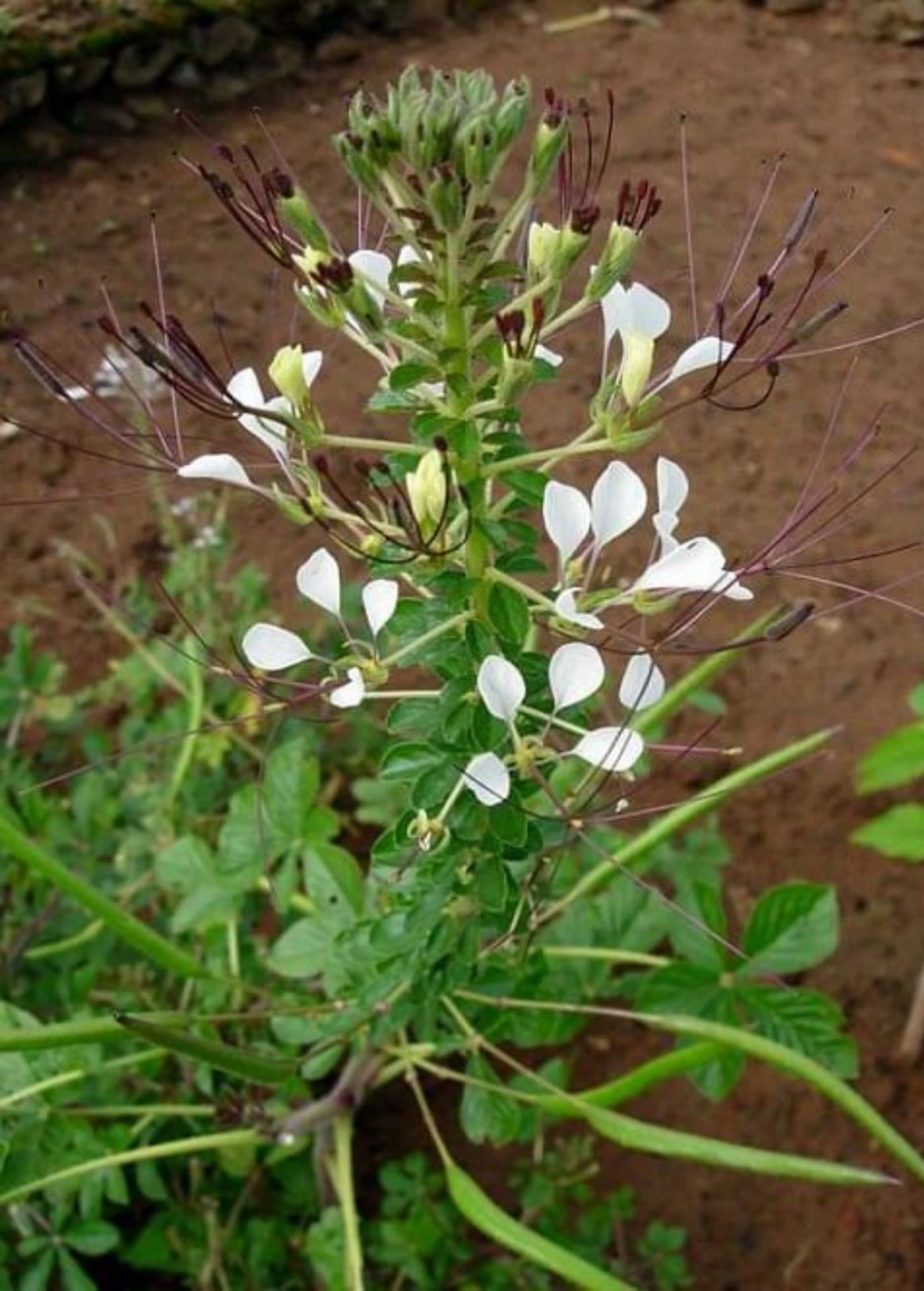 Shona Cabbage (Cleome Gynandra) 1 Shona Cabbage (Cleome Gynandra)