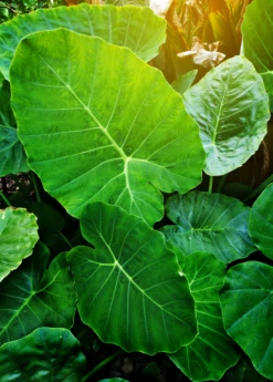 Taro 'Chinese Bun Long' (Colocasia Esculenta) -Hot Sale Sow Exotic Store Colocasia esculenta taro bung long