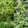 Summer Greens Bundle: Malabar Spinach, Molokhia, Longevity Spinach & Lagos Spinach