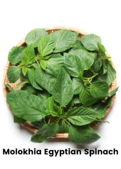 Summer Greens Bundle: Malabar Spinach, Molokhia, Longevity Spinach & Lagos Spinach -Hot Sale Sow Exotic Store CopyofBananaBundleforSale SowExotic.com 13