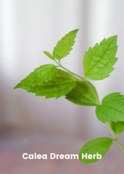 Sleepy Herb Bundle: Valerian Root, African Dream Root & Calea Dream Root -Hot Sale Sow Exotic Store CopyofBananaBundleforSale SowExotic.com 9