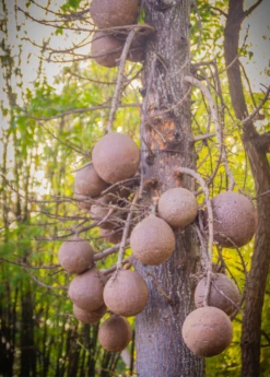 Cannonball Tree (Couroupita Guianensis) -Hot Sale Sow Exotic Store CouroupitaguianensisCannonballFruitTreeForSale SowExotic.com