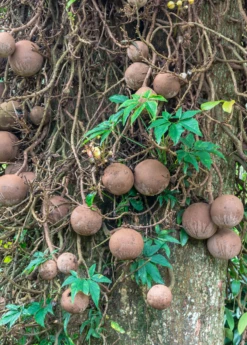 Cannonball Tree (Couroupita Guianensis) -Hot Sale Sow Exotic Store CouroupitaguianensisCannonballFruitTreeForSale SowExotic.com 1