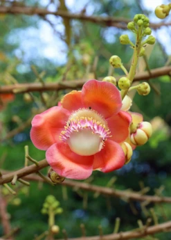 Cannonball Tree (Couroupita Guianensis) -Hot Sale Sow Exotic Store CouroupitaguianensisCannonballFruitTreeForSale SowExotic.com 2
