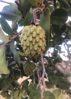 Mountain Soursop (Annona Montana)