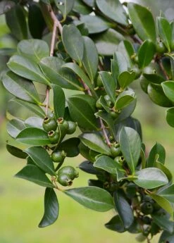 Guava, Strawberry (Psidium Cattleianum) -Hot Sale Sow Exotic Store DSC 3247