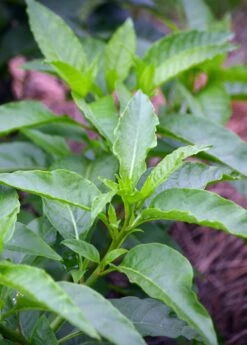 Longevity Spinach (Gynura Procumbens) -Hot Sale Sow Exotic Store DSC 3400 Edited