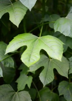 Chaya, Mexican Tree Spinach (Cnidoscolus Aconitifolius) -Hot Sale Sow Exotic Store DSC 3691