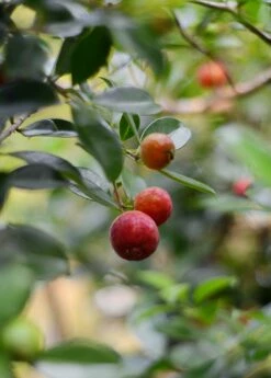 Guava, Strawberry (Psidium Cattleianum) -Hot Sale Sow Exotic Store DSC 3696