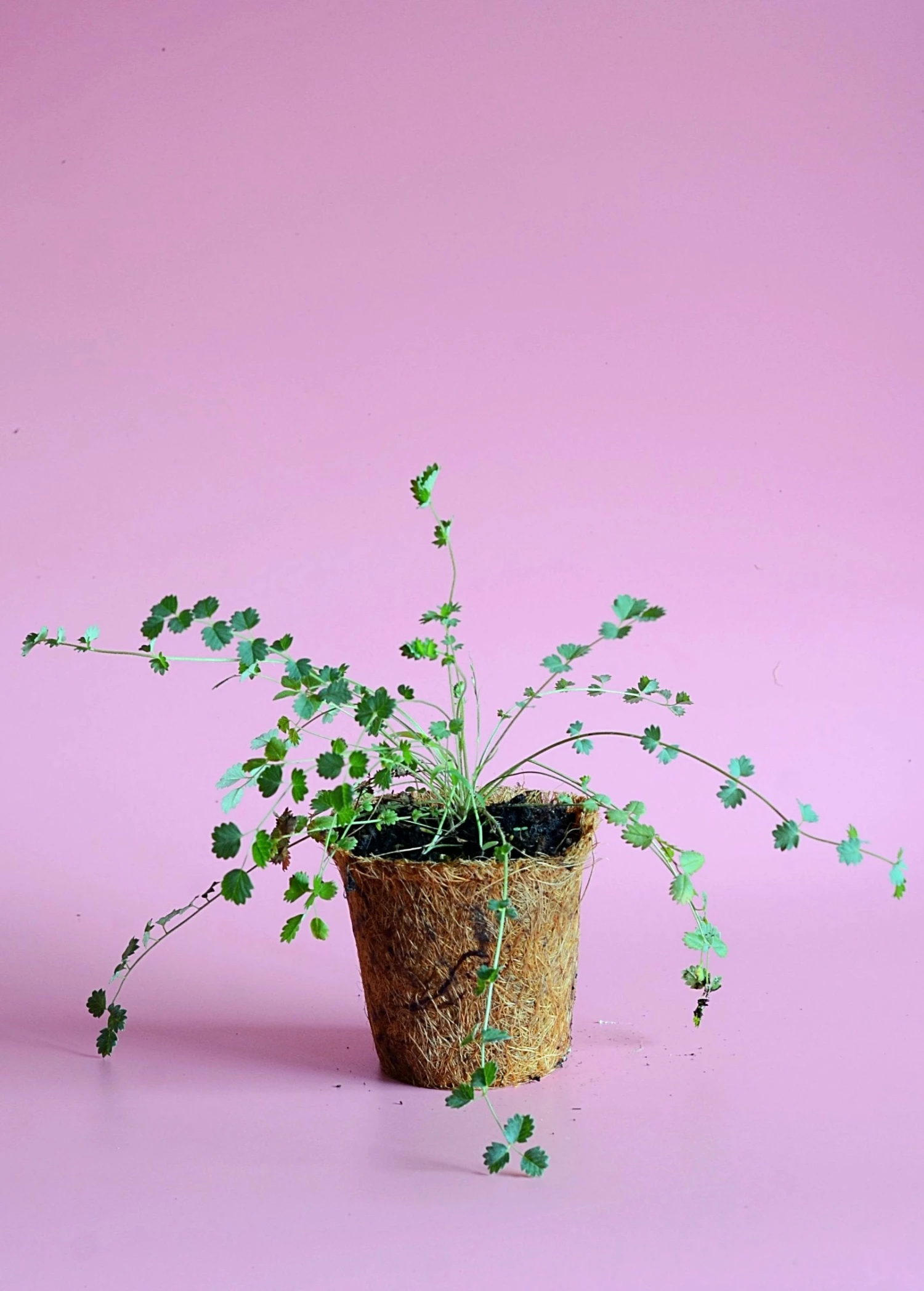 Salad Burnet (Sanguisorba Minor) 2 Salad Burnet (Sanguisorba Minor) - Image 2