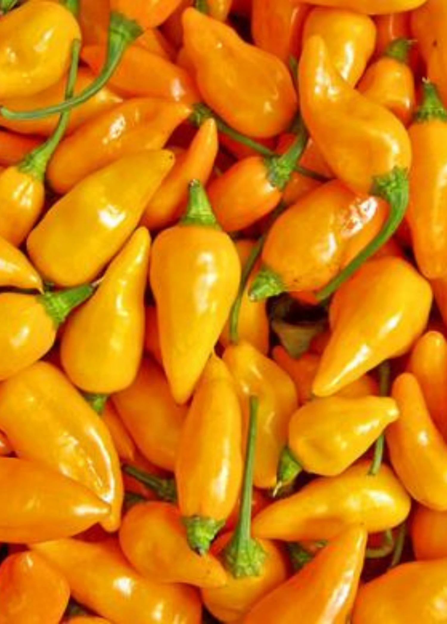 Datil Pepper (Capsicum Chinense) 1 Datil Pepper (Capsicum Chinense)