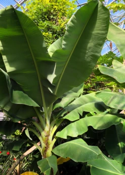 Banana 'Dwarf Cavendish' (Musa Acuminata) -Hot Sale Sow Exotic Store DwarfCavendishBananaSowExoticMusaacuminataliveplantforsale 2