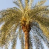 Sylvester Palm (Phoenix Sylvestris)