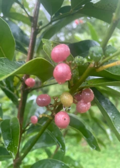 Gin Berry, Ginberry (Glycosmis Pentaphylla) -Hot Sale Sow Exotic Store F8473651 E113 47E4 A0C0 B320B1E61BC9