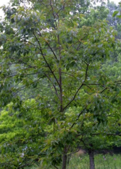 Persimmon Seedling 'Florida Native' (Diospyros Virginiana) -Hot Sale Sow Exotic Store FloridaNativePersimmonSeedlingFruitTreesforSale SowExotic.com