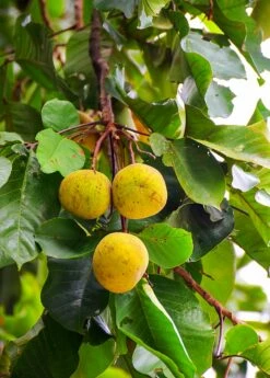 Santol (Sandoricum Koetjape) -Hot Sale Sow Exotic Store Fresh santol on tree