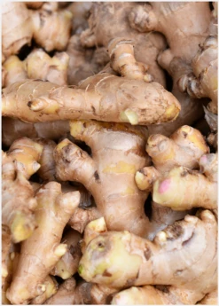 Ginger, Yellow (Zingiber Officinale) -Hot Sale Sow Exotic Store Ginger Roots