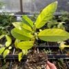 Sugar Apple Seedling ‘Green’ (Annona Squamosa)