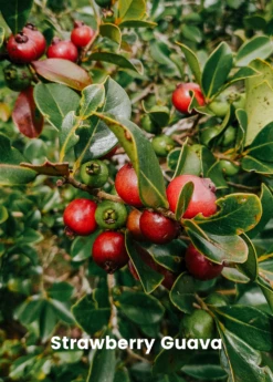 Guava Bundle: Strawberry Guava & Lemon Guava -Hot Sale Sow Exotic Store GuavaBundle StrawberryGuavaandLemonGuavaplantsforSale SowExotic.com