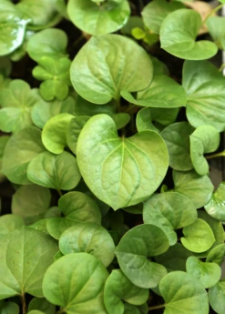 Giâp Cá, Fish Mint (Houttuynia Cordata) -Hot Sale Sow Exotic Store Houttuyniacordatafishmintplantforsalesowexotic