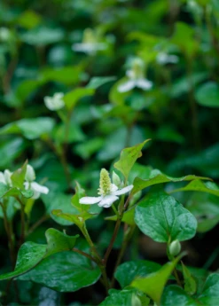 Giâp Cá, Fish Mint (Houttuynia Cordata) -Hot Sale Sow Exotic Store Houttuyniacordatafishmintplantforsalesowexotic 1