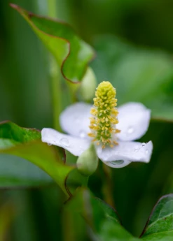 Hot Sale Sow Exotic Store -Hot Sale Sow Exotic Store Houttuyniacordatafishmintplantforsalesowexotic 3