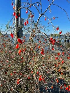 Christmasberry (Lycium Carolinianum) 16 Christmasberry (Lycium Carolinianum) -Hot Sale Sow Exotic Store IMG 0078